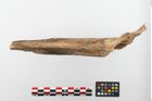Foto von Humerus (NHMW-PRAE-023689b)